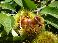 Webの駅ゆざわ--秋田県湯沢市地域情報動画配信サイト(観光情報)--湯沢の見どころ--湯沢駅周辺エリア--湯沢市観光栗園