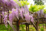 Webの駅ゆざわ--秋田県湯沢市地域情報動画配信サイト(観光情報)--湯沢の見どころ--湯沢駅周辺エリア--千年公園