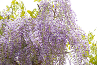 Webの駅ゆざわ--秋田県湯沢市地域情報動画配信サイト(観光情報)--湯沢の見どころ--湯沢駅周辺エリア--千年公園