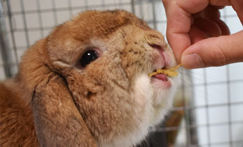 Webの駅ゆざわ--秋田県湯沢市地域情報動画配信サイト(観光情報)--湯沢で学んで遊ぶ--生活・文化--うさぎ専門店 rabbithouse naia(ラビットハウスナイア)